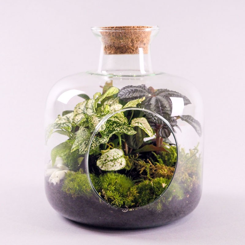 Terarium ouvert de plantes vertes