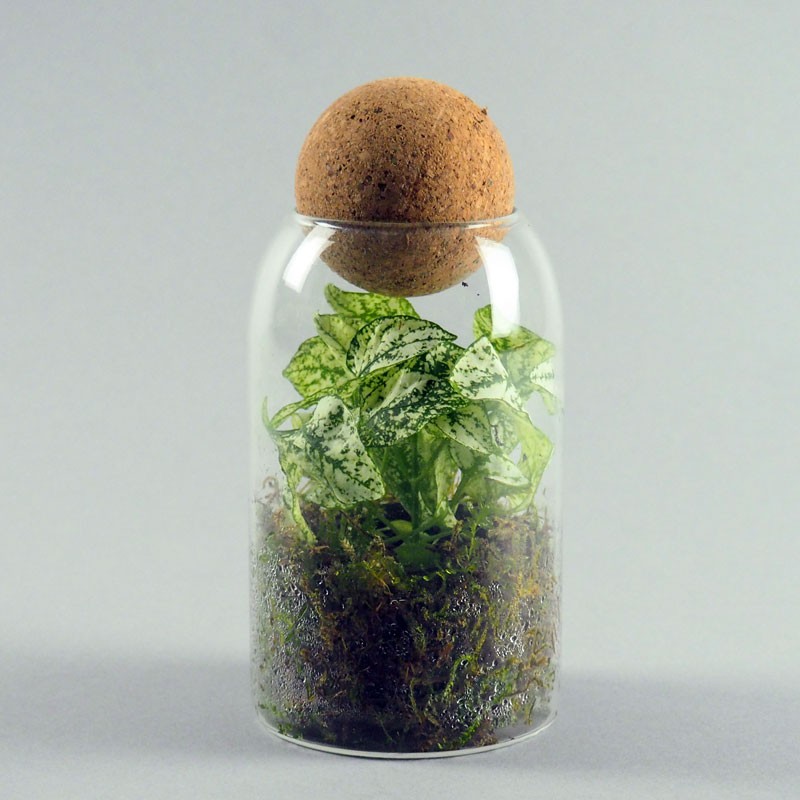 mini terrarium 