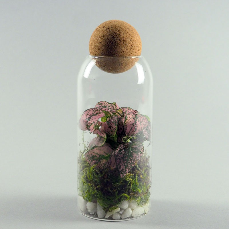 Mini Terrarium 