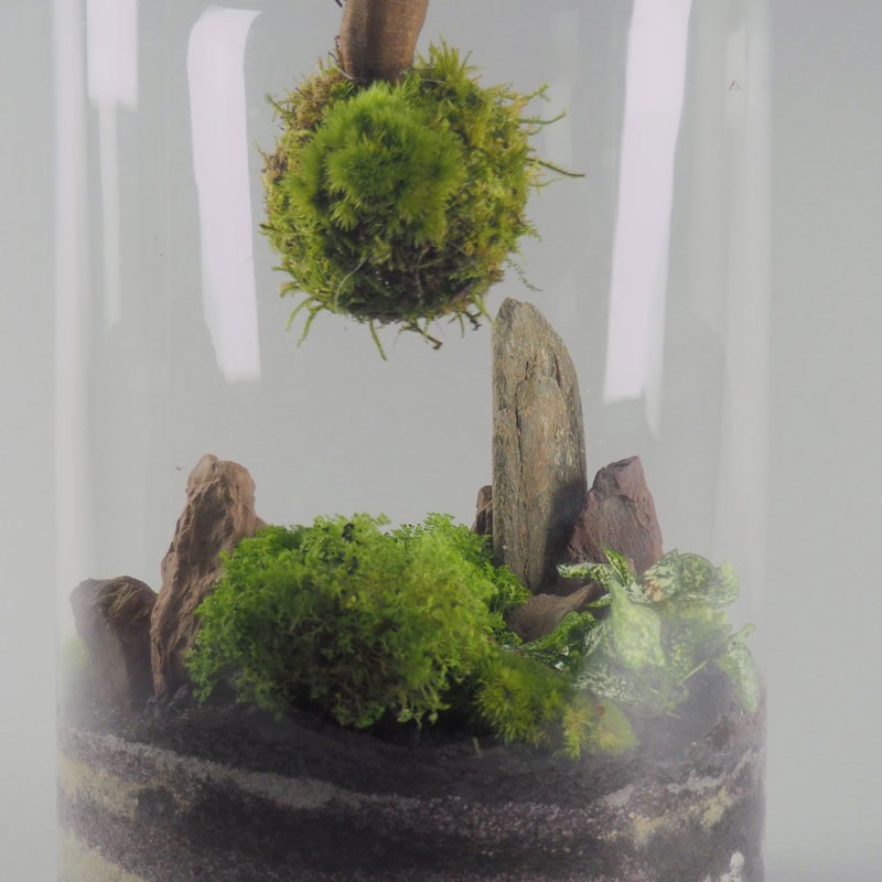 Terrarium